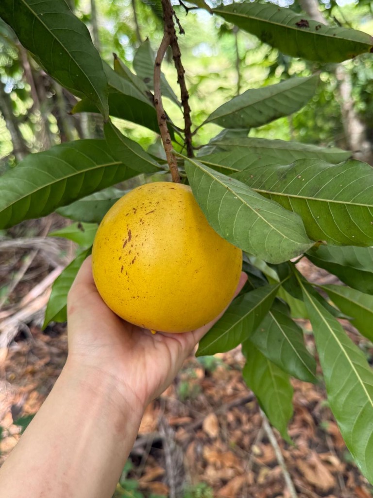 Abiu fruit growing at Greene Hart Gardens