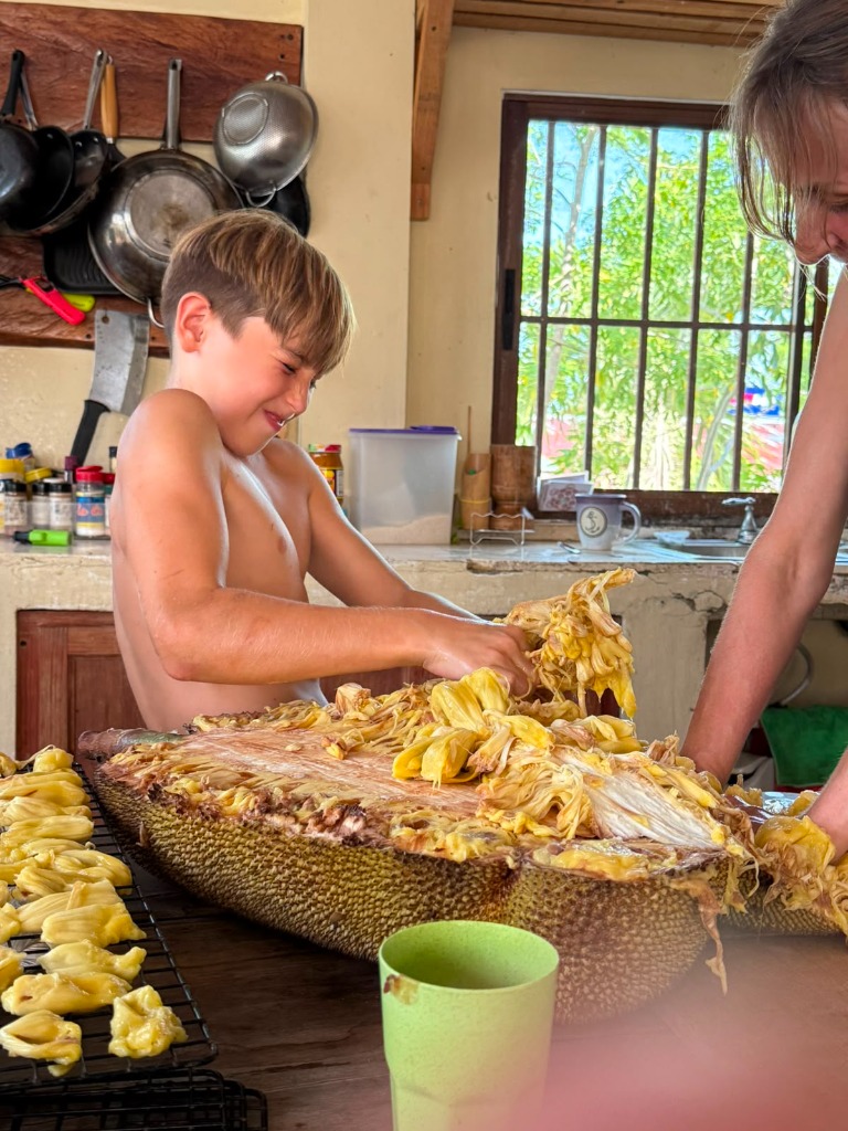 Jackfruit being processed at Greene Hart Gardens